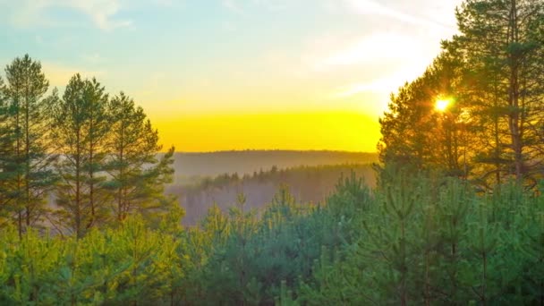 Захід сонця в весняному лісі, переплетення часу — стокове відео