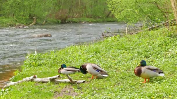 Three drake resting on the river bank — Stock Video
