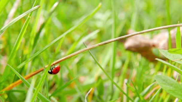 Ladybird взлетает с травы — стоковое видео