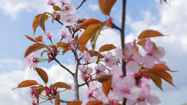 Blumen der japanischen Sakura gegen den blauen Himmel — Stockvideo
