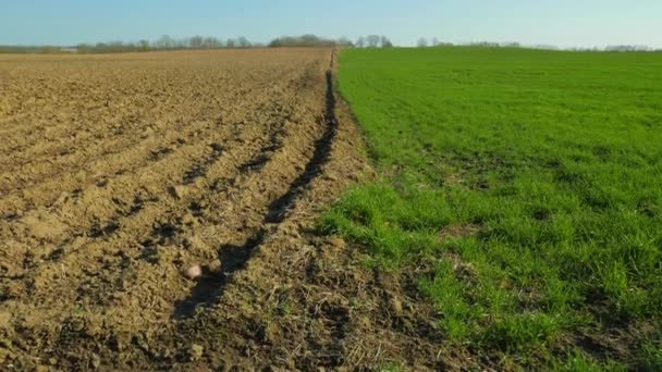 Plowed and green field in spring — Stock Video