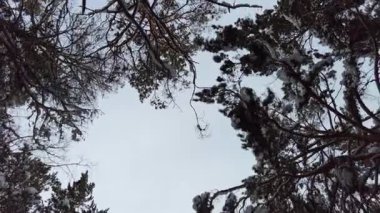 Kış karlı ormanlar, yukarı doğru manzaralı, sabit bir görüntüyle çekilen