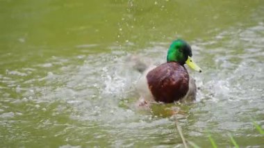 Drake gölde yıkanır, ağır çekimde.