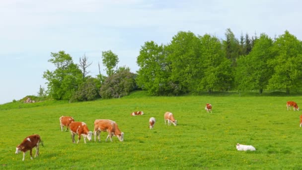 Mucche e vitelli al pascolo su un campo — Video Stock