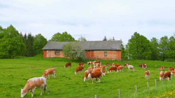 Kor och kalvar betar på ett fält — Stockvideo