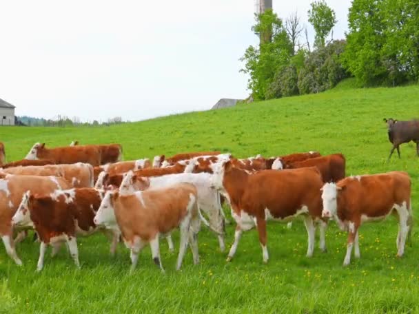 Cows and calves grazing on a field — Stock Video