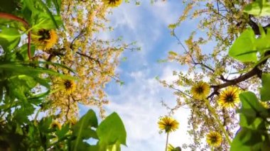 Dandelions ve çiçek açması elma bahçesi, hızlandırılmış