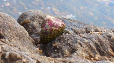 Deniz salyangoz, makro