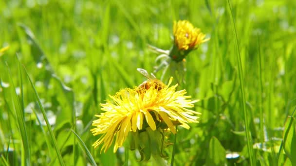 Bee on dandelion — Stock Video