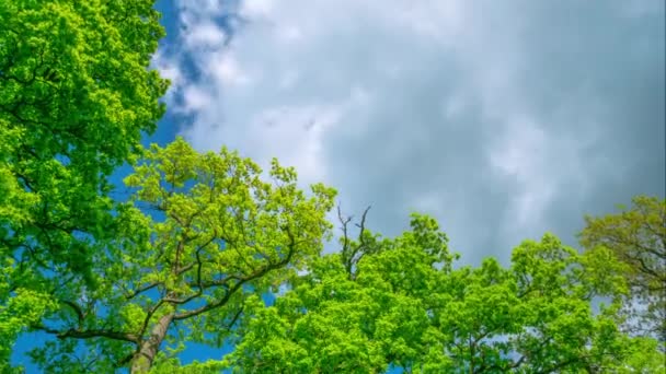 Spring oaks, time-lapse — Stock Video