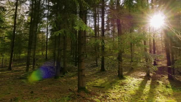 Bosque de primavera y sol — Vídeos de Stock