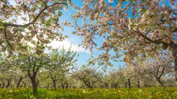 Huerto de manzanas en flor, lapso de tiempo — Vídeo de stock