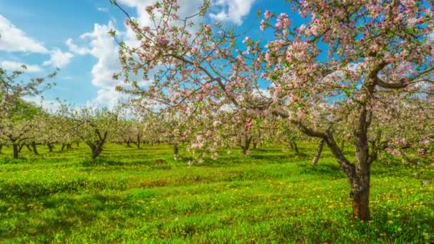 Bloeiende appelboomgaard, pan — Stockvideo