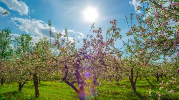 Huerto de manzanas en flor, sartén — Vídeo de stock