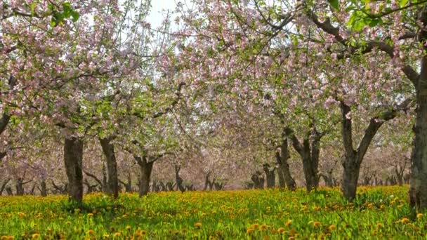 Printemps florissant verger de pommiers, panorama — Video