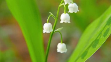 çiçek açan lily vadi
