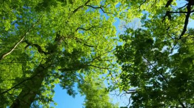 Yeşil meşe ormanı, panorama