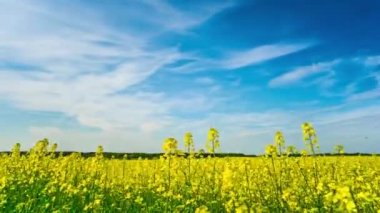 Kanola alan, Vinçli timelapse