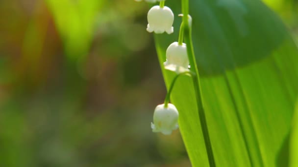 Giglio fiorito della valle — Video Stock