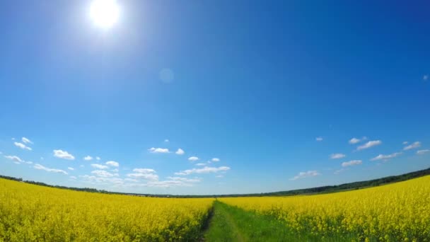 En coche a través del campo de canola — Vídeos de Stock