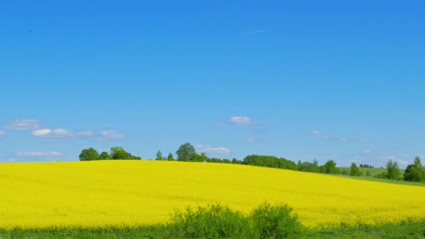 Campo di colza, panorama — Video Stock