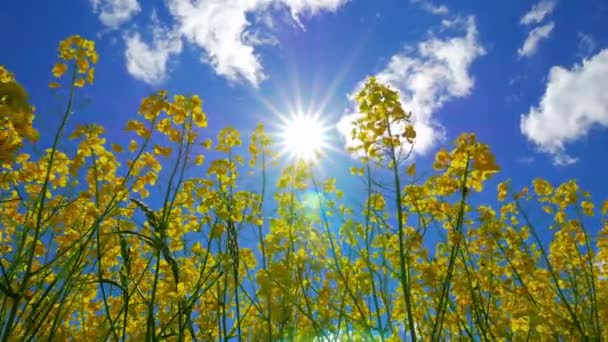 Bloemen van koolzaad en zon, bekijken van onderen — Stockvideo