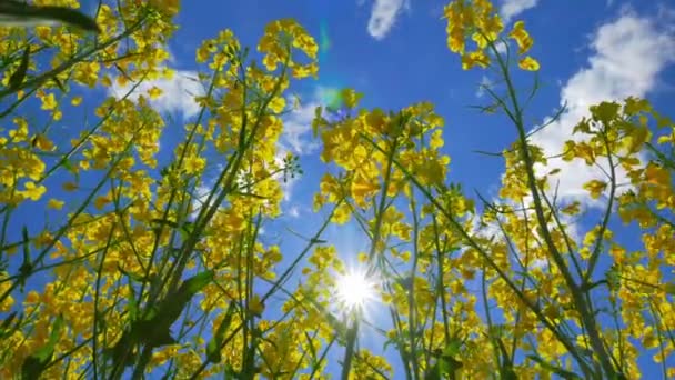 Bloemen van koolzaad en zon, bekijken van onderen — Stockvideo