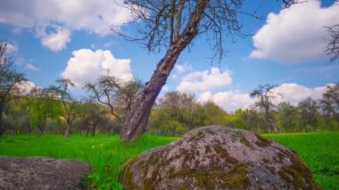 Bahar elma bahçesi, hızlandırılmış