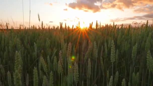 Weizenfeld und Sonnenuntergang — Stockvideo