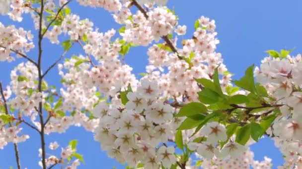 Flores de Sakura japonés — Vídeo de stock