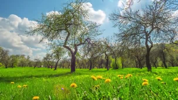 Huerto de manzanas de primavera, lapso de tiempo — Vídeos de Stock