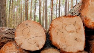 Ormanda devrilmiş ağaç gövdeleri