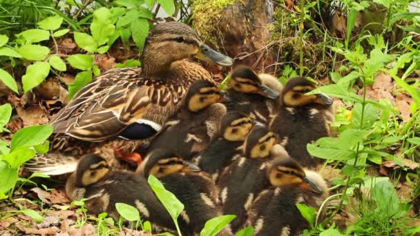 Mother duck with ducklings — Stock Video