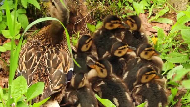 Matka kaczka z ducklings — Wideo stockowe