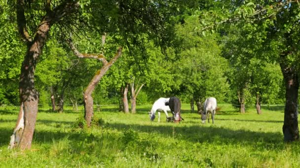 Une famille de chevaux paissent dans le verger de pommiers 