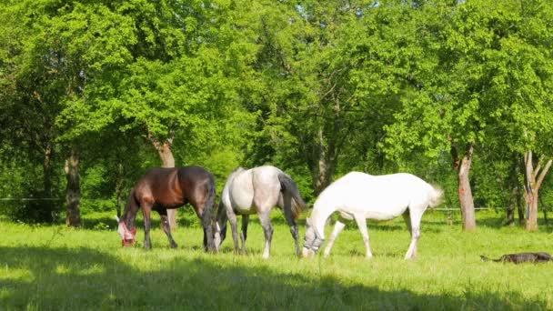 Une famille de chevaux paissent dans le verger de pommiers 