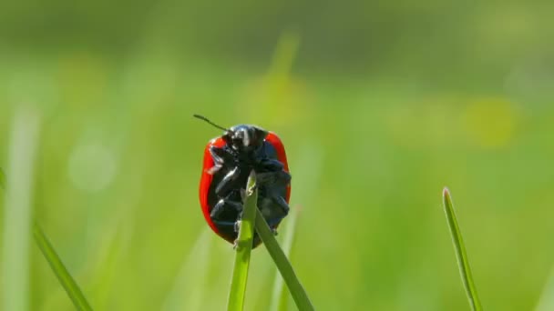 Ladybird взлетает с травы — стоковое видео