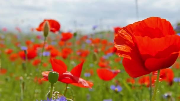 Amapolas rojas en el campo — Vídeos de Stock