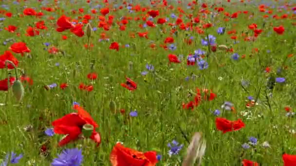 Rode papavers in het veld — Stockvideo