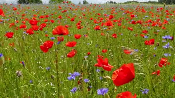 Rode papavers in het veld — Stockvideo