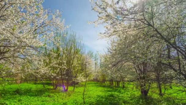 Bahar Bahçe, kiraz çiçekleri ve güneş — Stok video