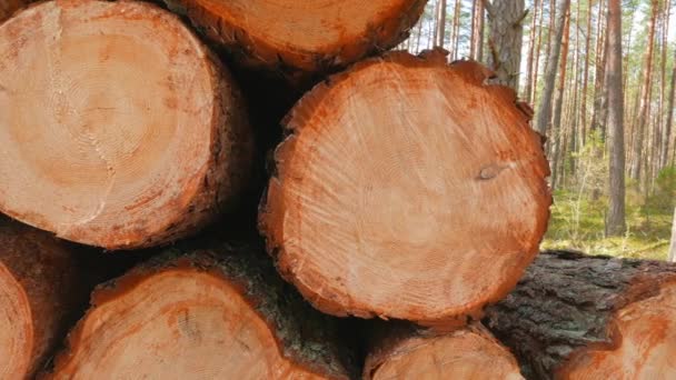 Troncs d'arbres abattus dans la forêt — Video