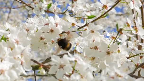Salsicha bumblebee coleta de pólen — Vídeo de Stock