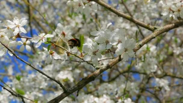 Shaggy bumblebee raccolta polline — Video Stock