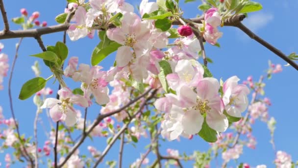 Melo in fiore contro il cielo blu — Video Stock