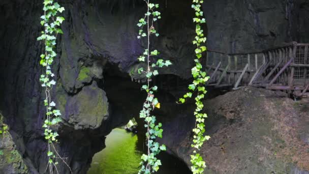 Vines hängande i grottan — Stockvideo