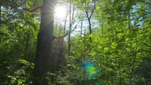 Carvalhos verdes e sol de primavera, inclinação — Vídeo de Stock