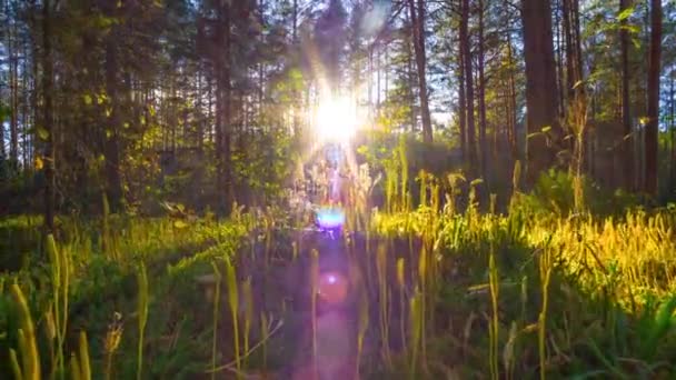 Naplemente az őszi mágikus erdőben, időeltolódás — Stock videók