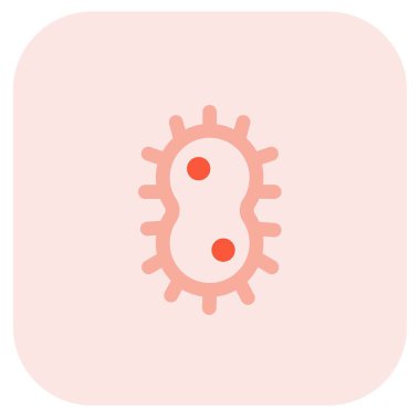 Bakteriler, tek cinsiyetli bir yapıdan birbirlerinden kopyalanırlar.