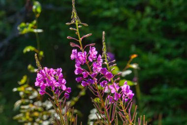Çiçek fireweed. Kırsal.